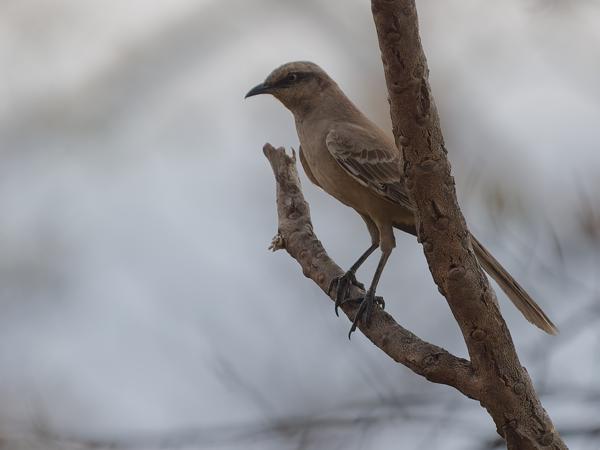 Campospotlijster (Mimus saturninus)